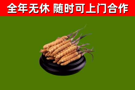 开化县烟酒回收冬虫夏草.jpg