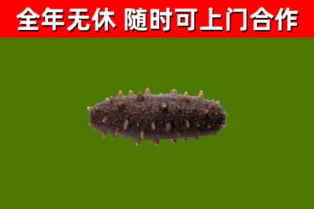 开化县烟酒回收干海参.jpg